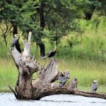 What’s the Best Time for Birdwatching in Uganda?