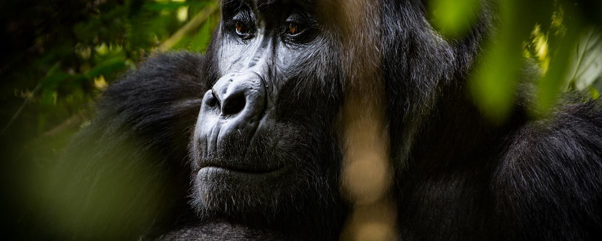 Is Gorilla Trekking Worth the Money? 
