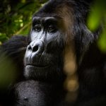 Is Gorilla Trekking Worth the Money? 