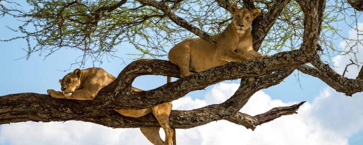 What’s the Best Time for Spotting Tree-Climbing Lions?