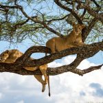 What’s the Best Time for Spotting Tree-Climbing Lions?