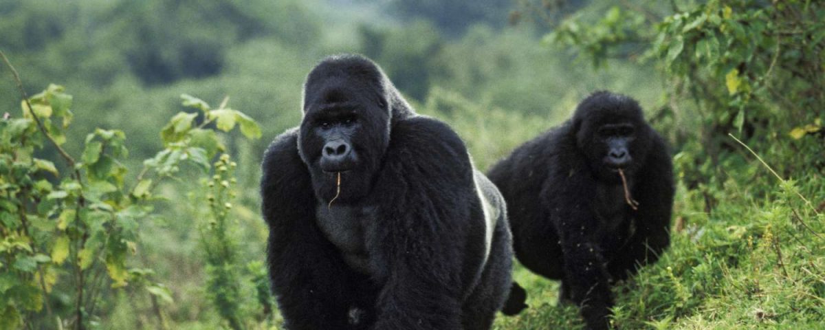 How Much Does It Cost to Go Gorilla Trekking in Congo?