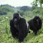 How Much Does It Cost to Go Gorilla Trekking in Congo?