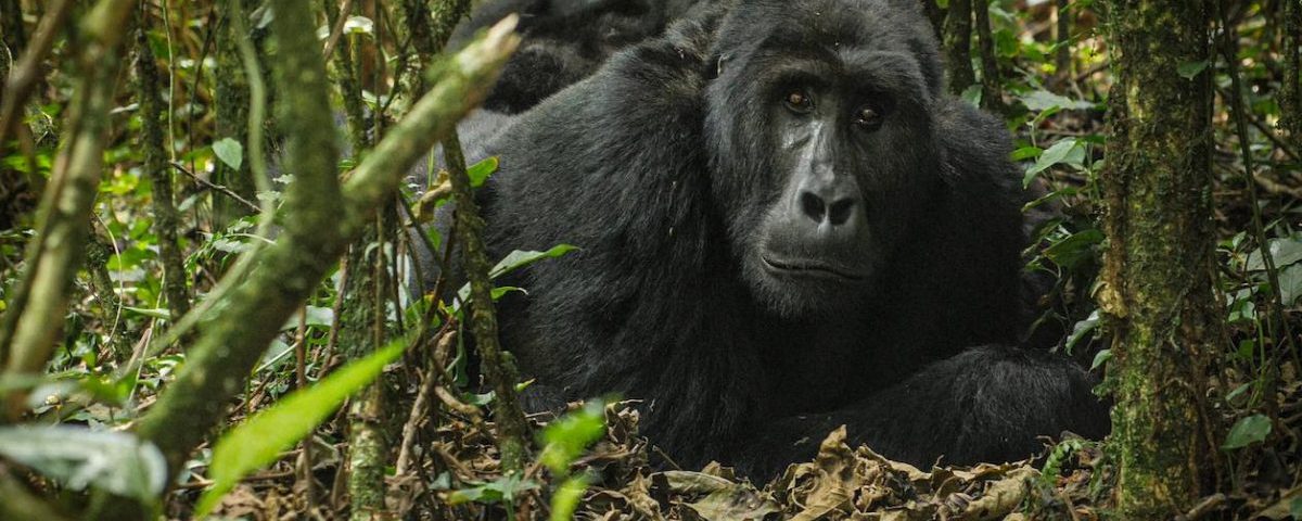 What Is the Age Limit for Gorilla Trekking?