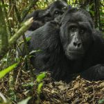What Is the Age Limit for Gorilla Trekking?