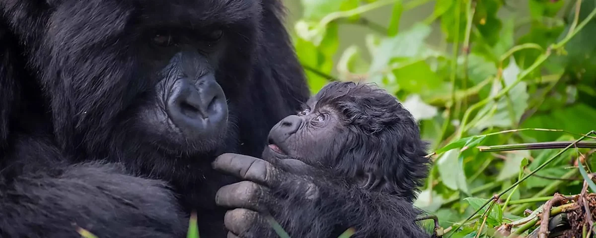Is Gorilla Trekking in Rwanda Hard?