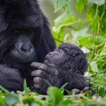 Is Gorilla Trekking in Rwanda Hard?