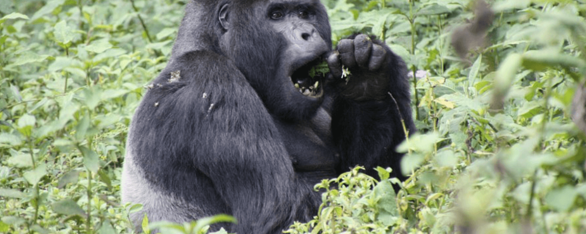 What’s the Minimum Age for Gorilla Trekking in Uganda? 