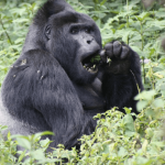 What’s the Minimum Age for Gorilla Trekking in Uganda? 