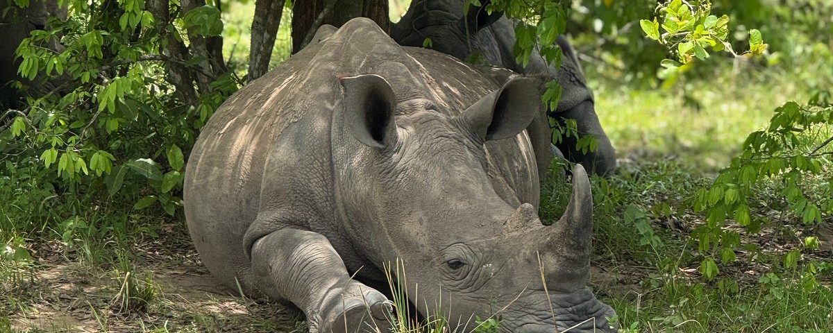 What’s the Tipping Culture Like on Uganda Safaris?