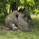 What’s the Tipping Culture Like on Uganda Safaris?