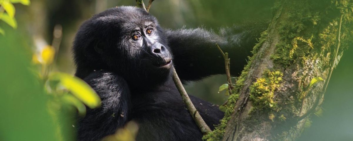Why is Bwindi called 'Impenetrable'?
