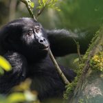 Why is Bwindi called 'Impenetrable'?