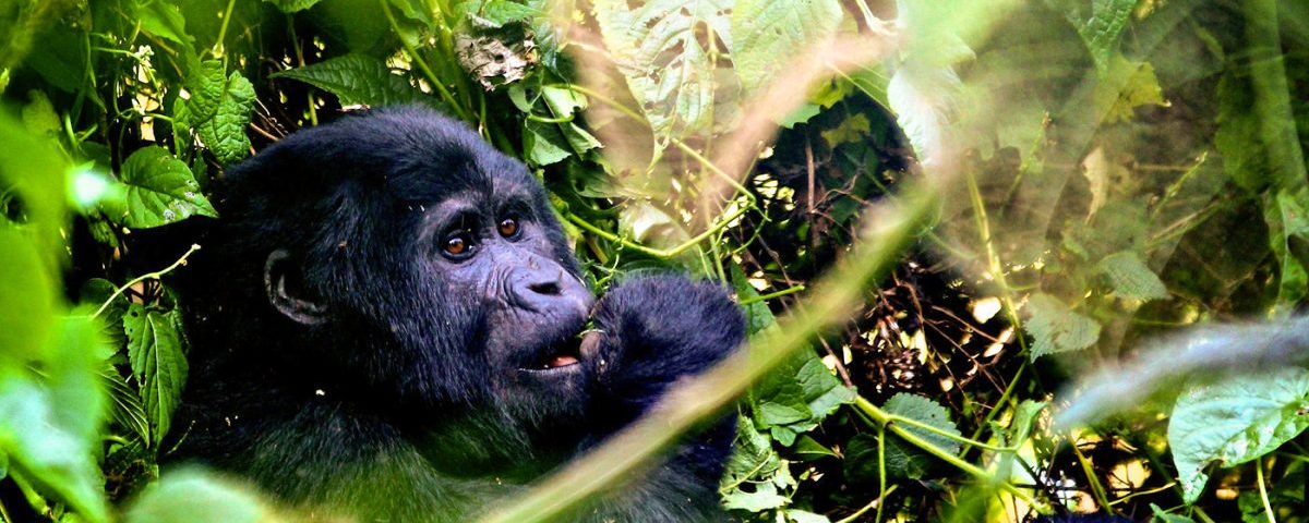 How Do I Book Gorilla Trekking in Rwanda?