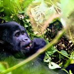 How Do I Book Gorilla Trekking in Rwanda?