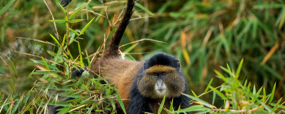 How Much Does It Cost to Trek the Golden Monkey in Rwanda?