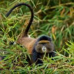 How Much Does It Cost to Trek the Golden Monkey in Rwanda?