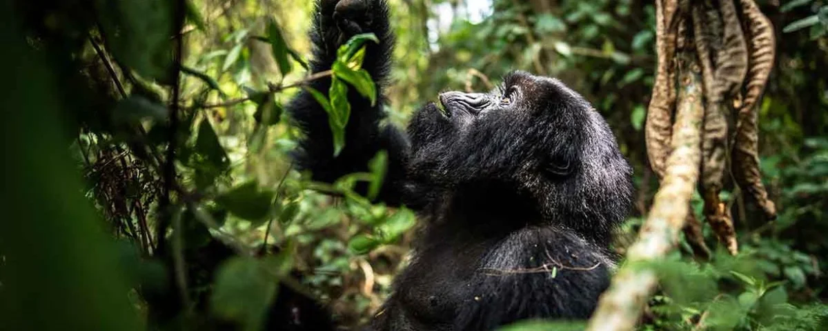 Can I Combine Gorilla Trekking with Other Activities?