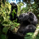 Can I Combine Gorilla Trekking with Other Activities?