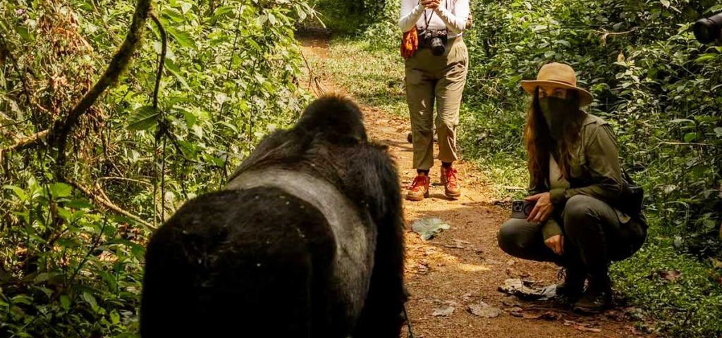 When Should I Go Gorilla Trekking in Rwanda?
