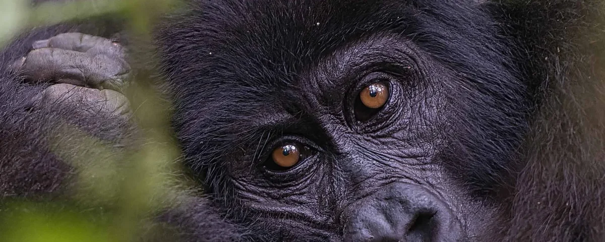 What Time Does Gorilla Trekking Start?