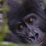 What Time Does Gorilla Trekking Start?