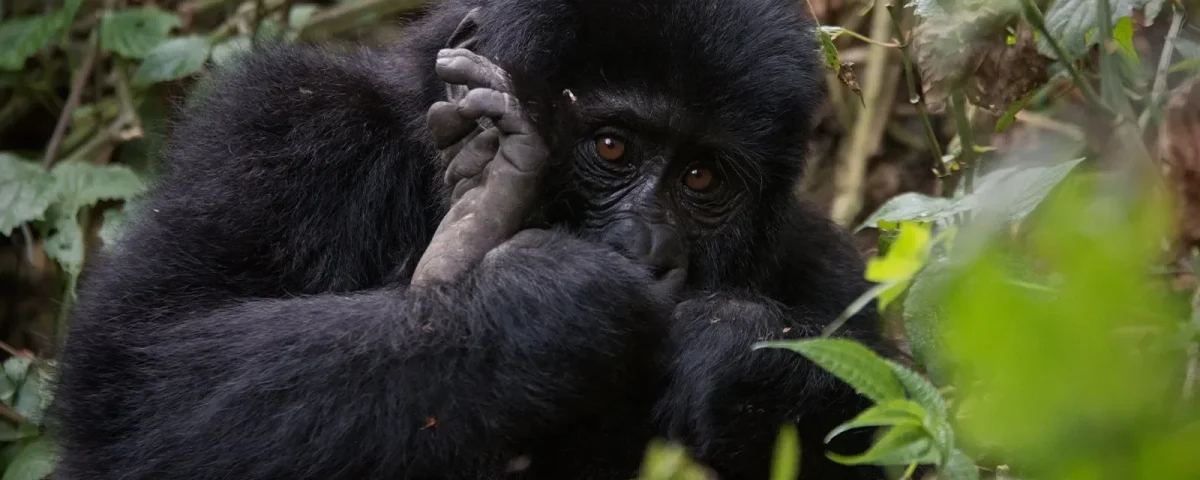 How Much Does It Cost to Go to Gorillas Way?