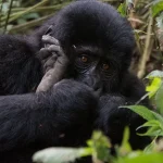 How Much Does It Cost to Go to Gorillas Way?