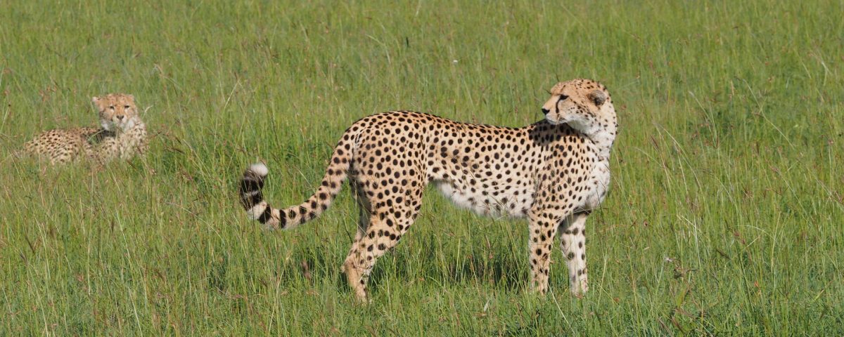 What’re the Top Uganda Safari Experiences?