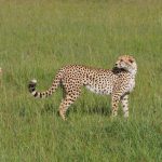 What’re the Top Uganda Safari Experiences?