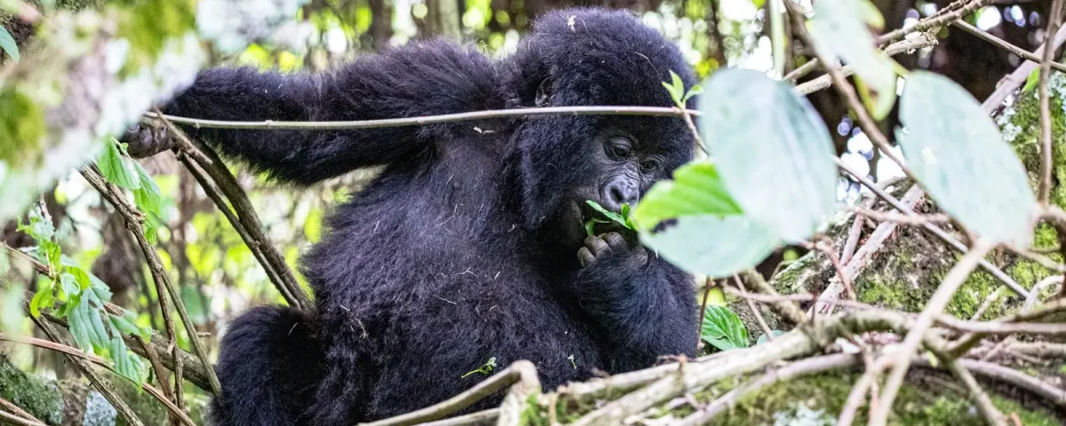 How Long Do You Need for Gorilla Trekking?