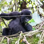 How Long Do You Need for Gorilla Trekking?