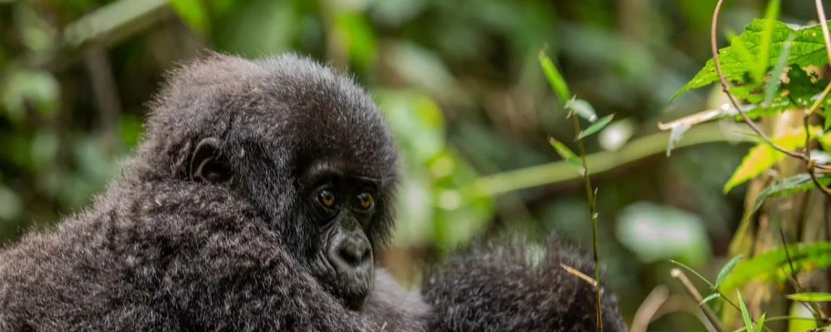 What Kind of Physical Conditioning is Recommended for Your Gorilla Trekking Safari?