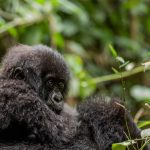 What Kind of Physical Conditioning is Recommended for Your Gorilla Trekking Safari?