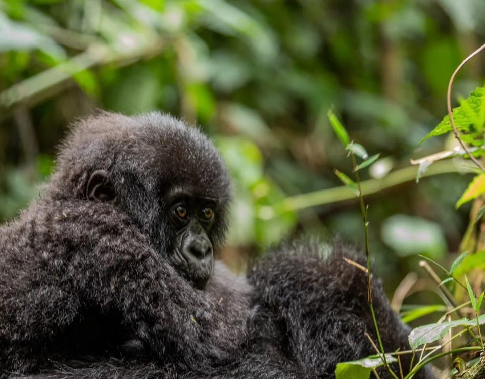 What Kind of Physical Conditioning is Recommended for Your Gorilla Trekking Safari?
