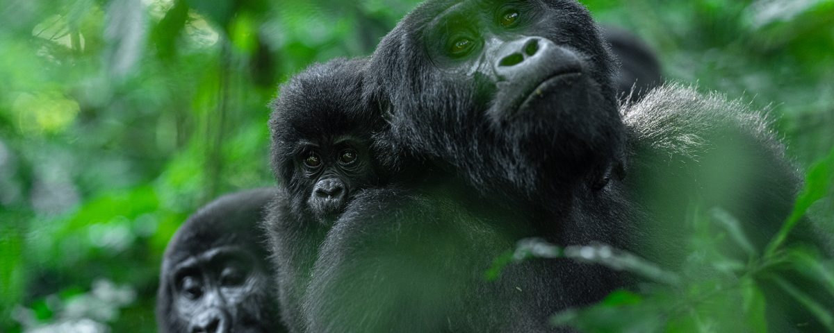 What Is the Recommended Time of Year to Undertake This Primate and Savannah Circuit?
