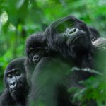 What Is the Recommended Time of Year to Undertake This Primate and Savannah Circuit?