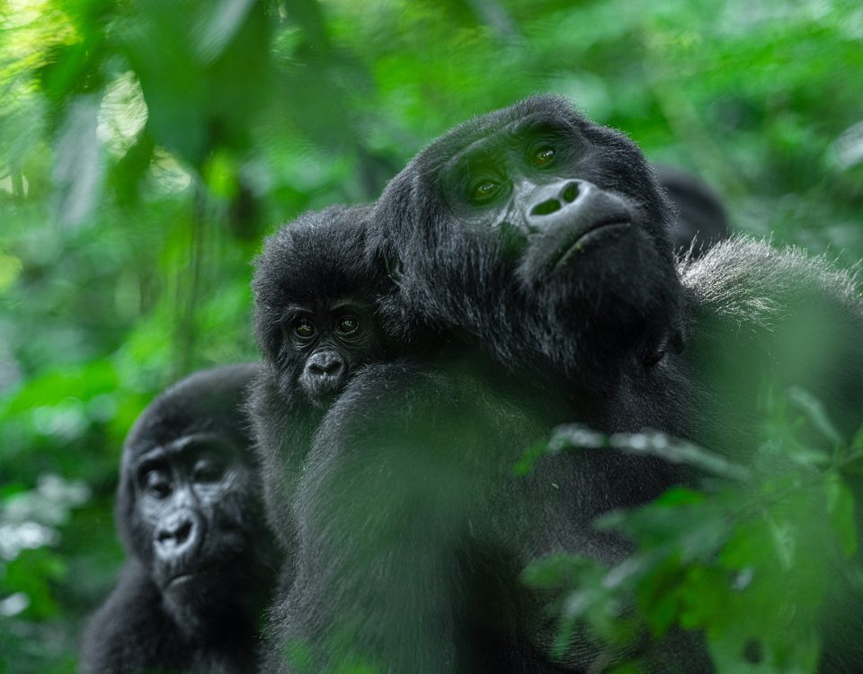 What Is the Recommended Time of Year to Undertake This Primate and Savannah Circuit?