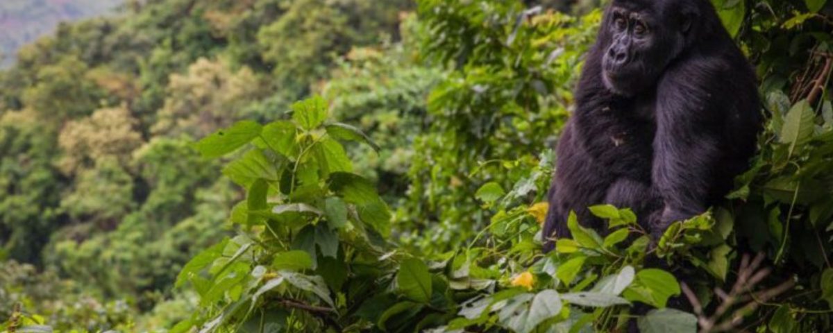 What is Bwindi Famous For? 