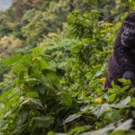 What is Bwindi Famous For? 