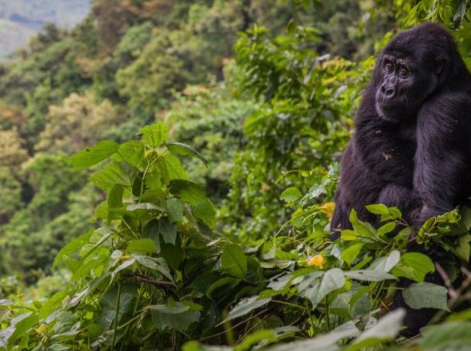 What is Bwindi Famous For? 