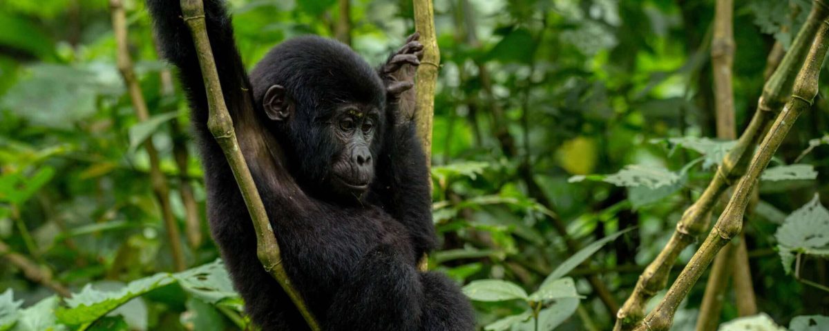 Bwindi vs. Volcanoes National Park: The Ultimate Gorilla Trekking Comparison