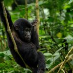 Bwindi vs. Volcanoes National Park: The Ultimate Gorilla Trekking Comparison