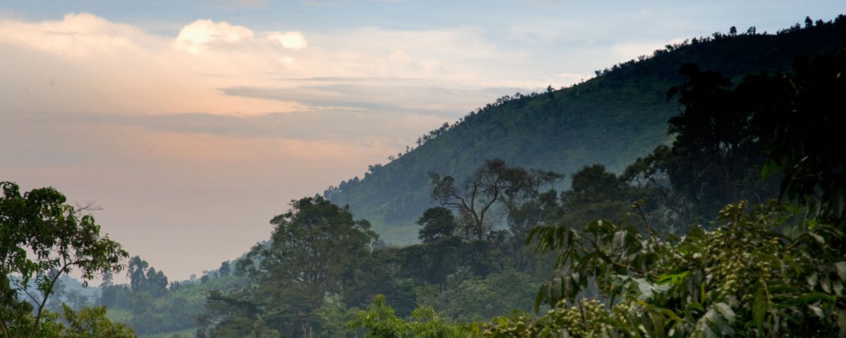 How Large is Bwindi National Park? 