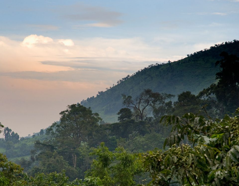How Large is Bwindi National Park? 
