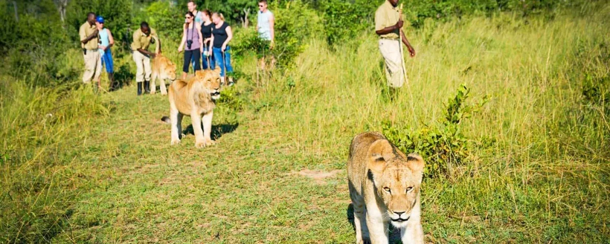 Why Rwanda and Tanzania Offer Africa’s Most Seamless Safari Combination