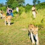 Why Rwanda and Tanzania Offer Africa’s Most Seamless Safari Combination