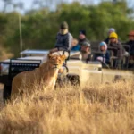 Safari Travel Insurance & Policies: Handling Weather Flight Delays