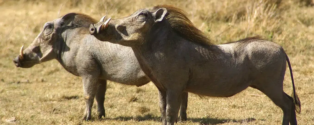 Ngorongoro Crater vs Serengeti: Unique Wildlife Viewing Arena
