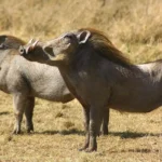 Ngorongoro Crater vs Serengeti: Unique Wildlife Viewing Arena